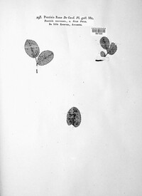 Phragmidium mucronatum image